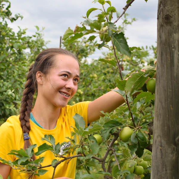 Beim Obstbau